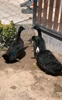 اردک کایوگا