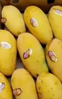 فروش انبه وارداتی پاکستان