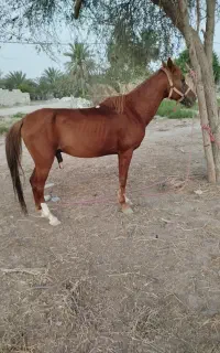 اسب سالم سرحال