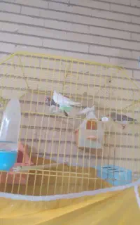 گل.