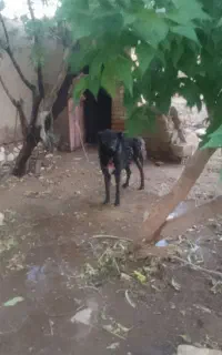 سلام.دو عدد سگ نگهبان ووشیار