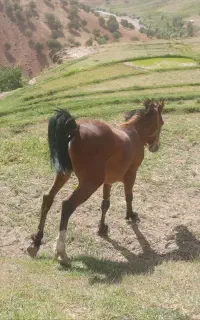 اسب ۳ ساله قیمت ۷۰ تومان