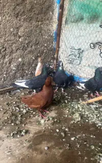 کفتر