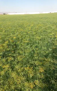 کلش رازیانه
