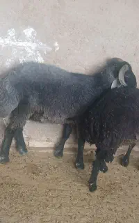 بره بومی ۱راس