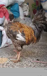 خروس زیبا