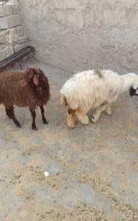 بره
