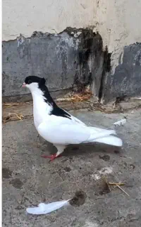 ماده خال سر با جوجه
