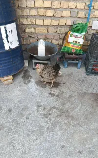 مرغ با10تاجوجه