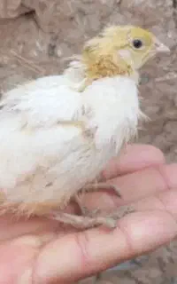 بلدرچین 15 روزه