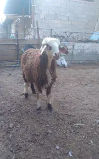 بره علف خور