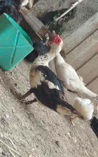 اردک نر بالغ