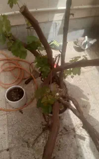 انگور بن دار