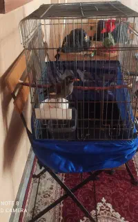 مرغ مینا