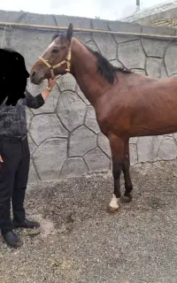 فروش اسب ترکمن