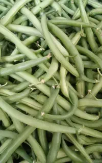 لوبیا سبز