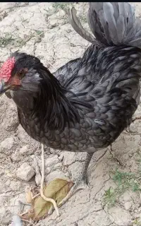تخم نطفه دار گلین طوسی و مشکی