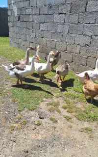 غاز