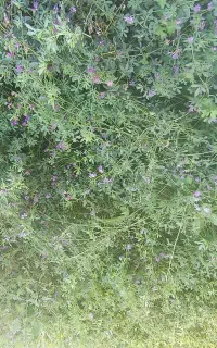 ۲۰۰پرس یونجه و علف قاطی