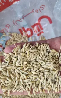 جو درجه ۱ مناسب برای بذر و چروندن