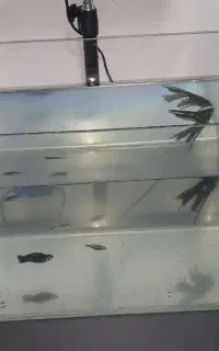 اکواریوم