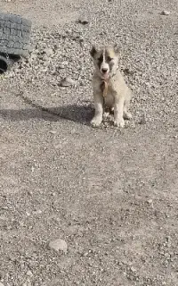 سگ خراسانی