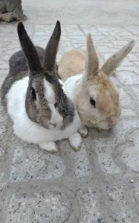 خرگوش جفت