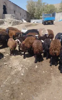 بره نر پای پروار
