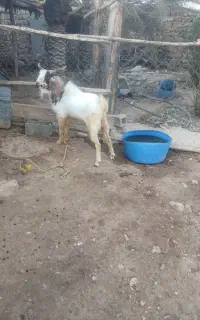 فروش پازن
