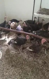 بوقلمون ۵ ماه و نیمه