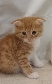 گربه