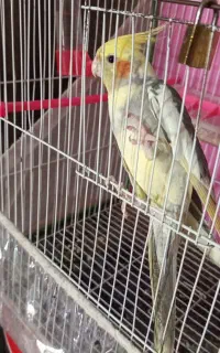 عروس هلندی معاوضه با گربه
