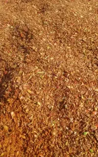 تفاله سیب و علوفه ذرت درجه یک