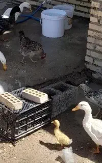 اردک