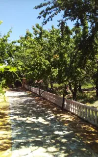 بریدن انواع درخت و باغبانی