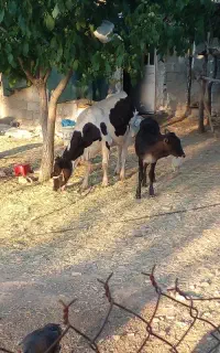 فروش گاو با گوساله گاو ابستن . گوساله شش ماهه.