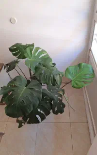 گل برگ انجیری زیبا