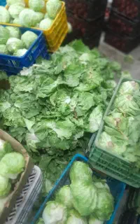 برگ کاهو برای خوراک دام وحیوان،با کیفیت خوب
