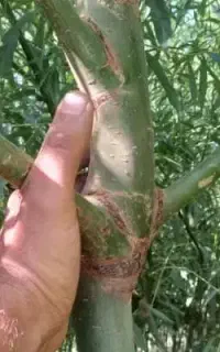 نهال های بید مجنون پیوندی در سه رنگ گلدانی اماده