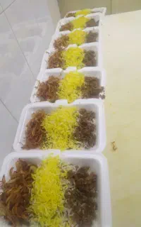 آشپزی و تخته کاری
