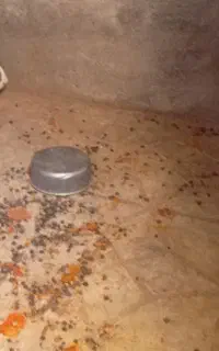 دو جفت خرگوش رنگ خواص