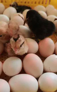 جوجه محلی ، مرغ ، بلدرچین ، خروس محلی ، اردک