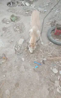 سگ ژرمن