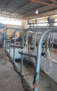 کارگر گاوداری شیری