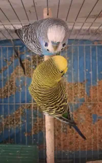 فروش دو مرغ عشق خوشگل و سلامت