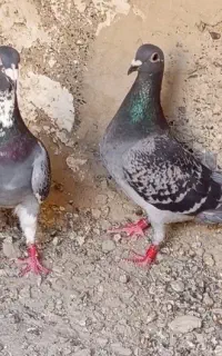 نروماده آلمانی مسافتی نر ابلغ ماده مگس