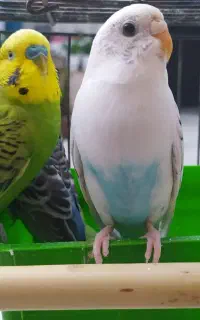 مرغ عشق جفت مولد