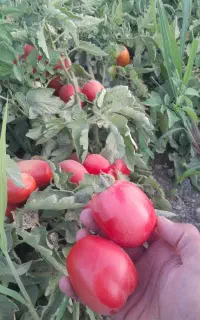 گوجه درجه یک اماده چیدن