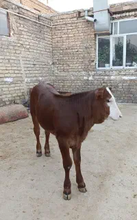 گوساله ماده