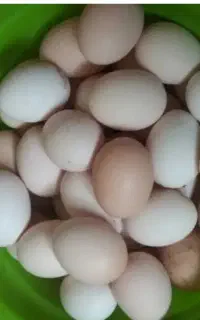 تخم مرغ